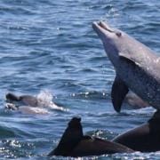 聪明的海豚 Dolphins-Deep Thinkers