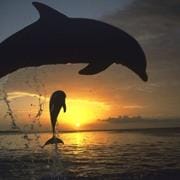 聪明的海豚 Dolphins-Deep Thinkers