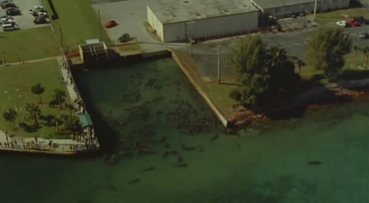 野性新世界 Wild New World