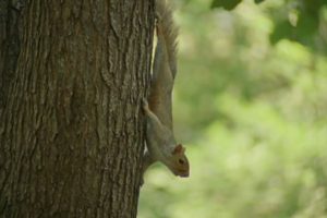 野性新世界 Wild New World