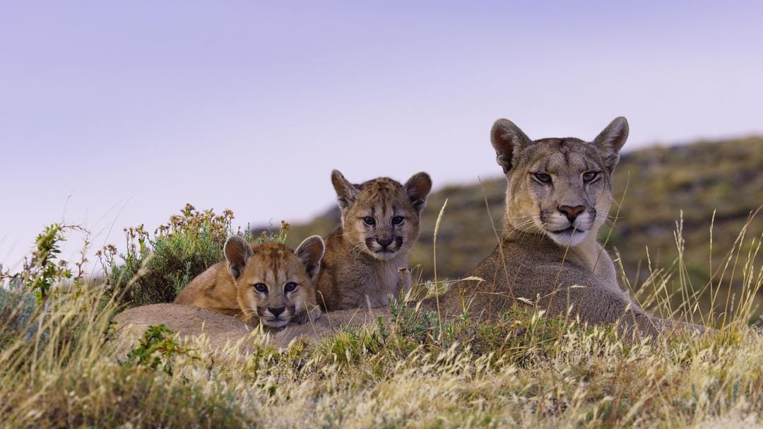 夜色中的地球 第一季 Earth at Night in Color Season 1