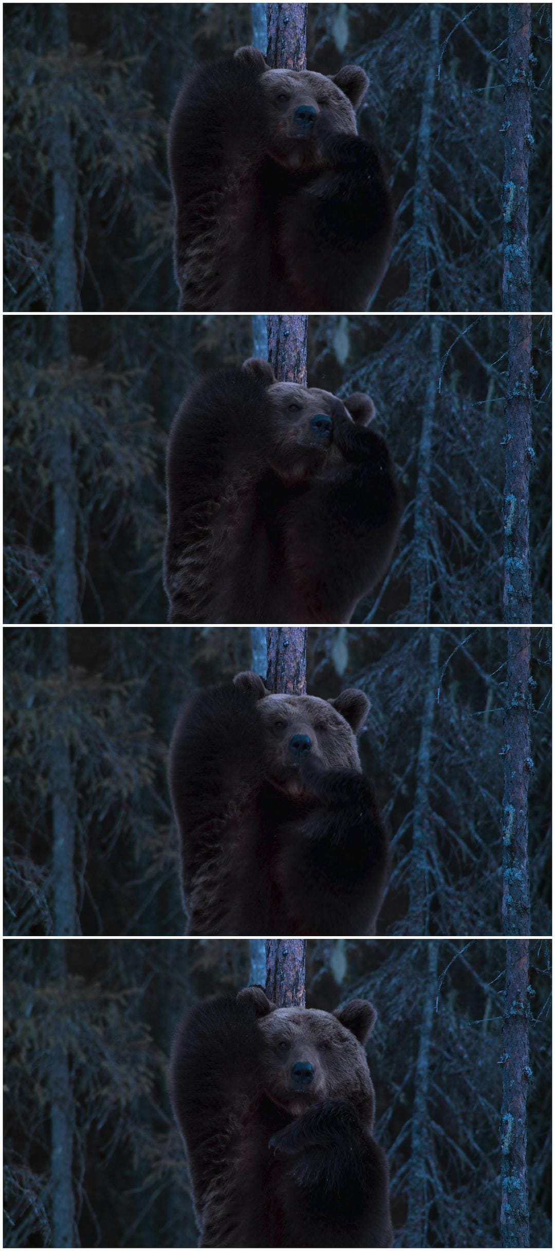 夜色中的地球 第一季 Earth at Night in Color Season 1