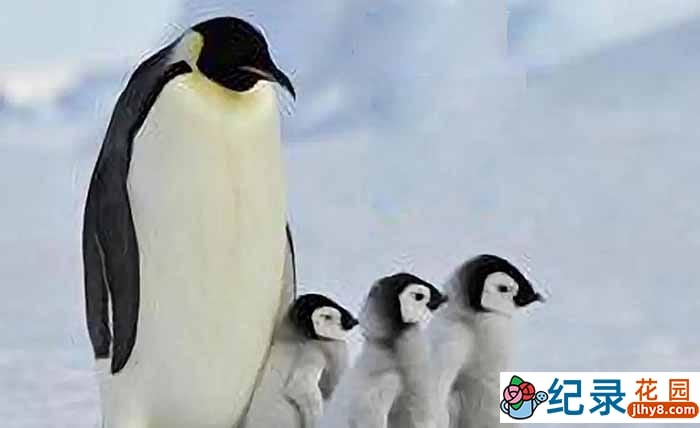 CCTV野生动物纪录片《生生不息》全5集 720P/1080i高清纪录片资源百度云盘下载