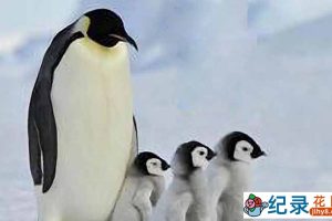 CCTV野生动物纪录片《生生不息》全5集 720P/1080i高清纪录片资源百度云盘下载