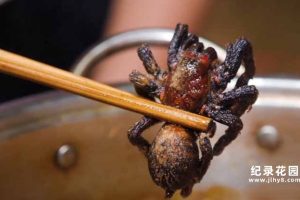 全球美食点评纪录片《阳光美食家》第5季中字 1080高清纪录片解说素材百度云盘下载