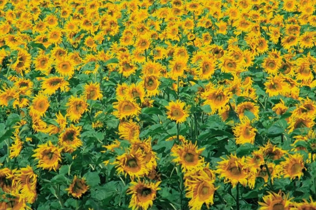 生命之翼 Wings of Life