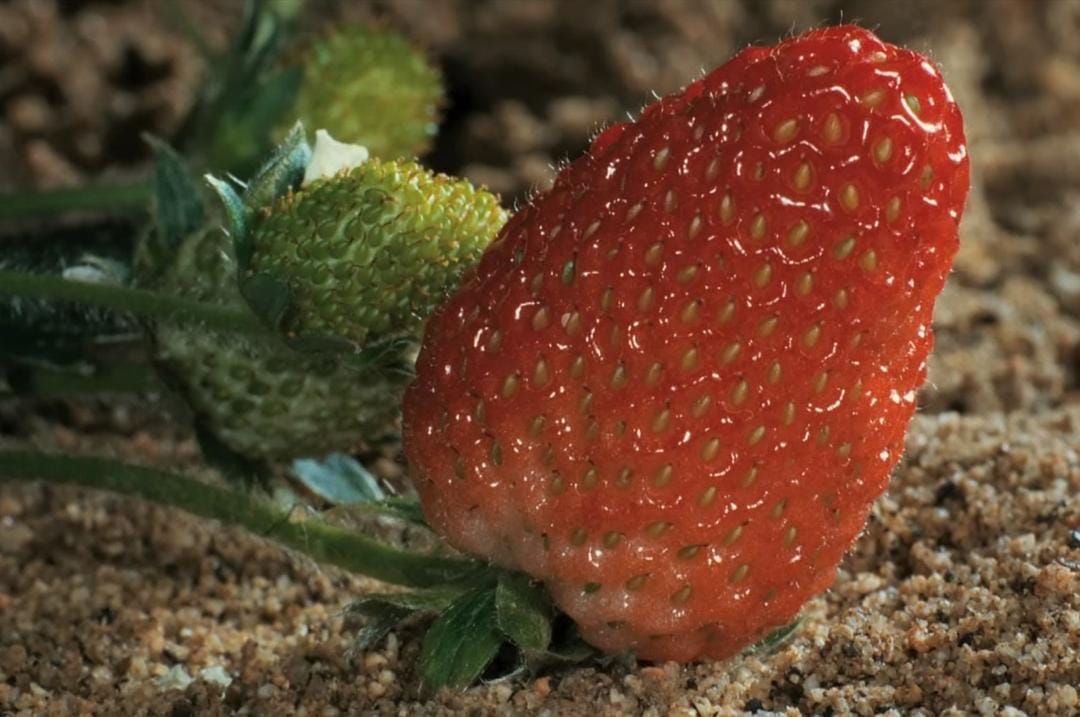 生命之翼 Wings of Life