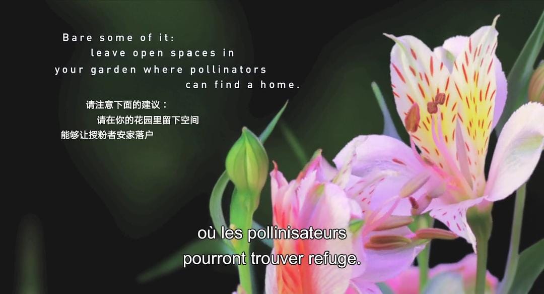 生命之翼 Wings of Life