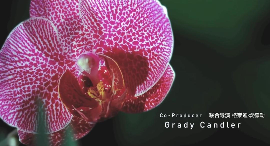 生命之翼 Wings of Life