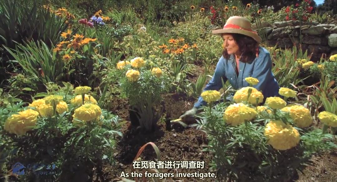 生命之翼 Wings of Life