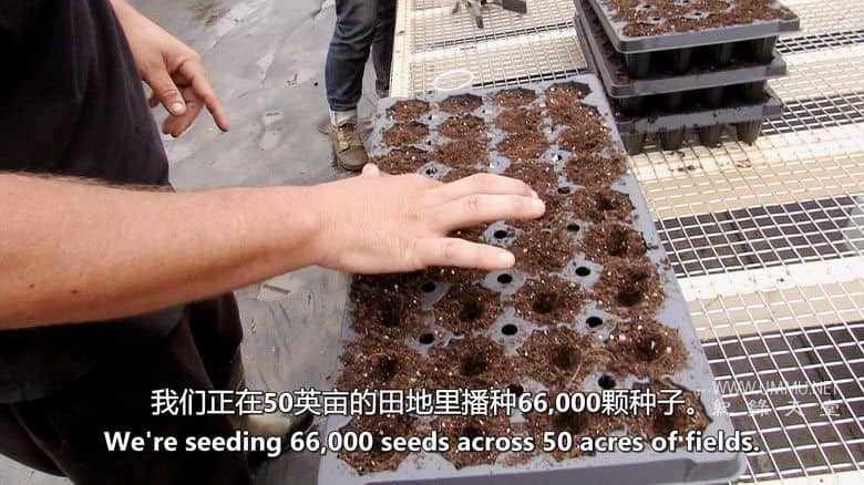 大麻之王 Kings of Kush