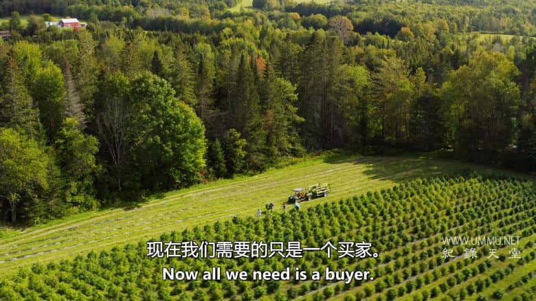 大麻之王 Kings of Kush