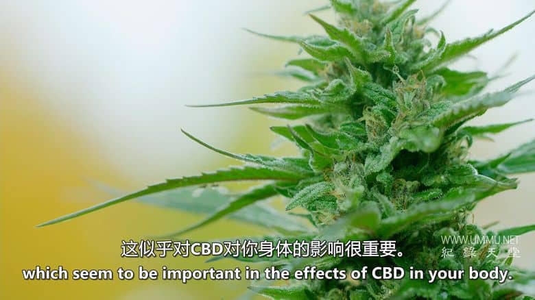 大麻之王 Kings of Kush