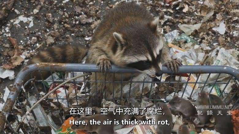 人类消失后的世界 第三季全8集 Life After People