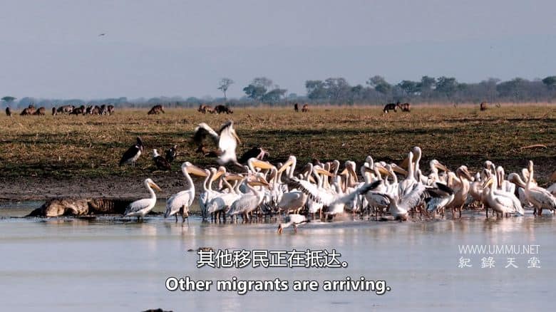 卡塔维 – 非洲的堕落天堂 Katavi – Africa's Fallen Paradise