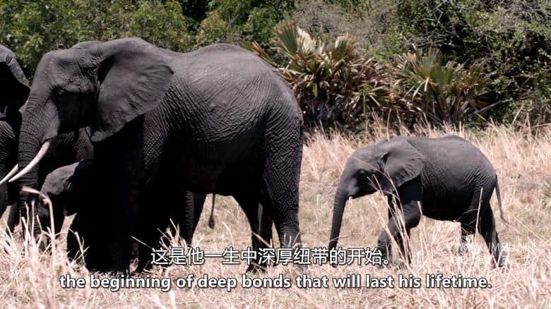 卡塔维 – 非洲的堕落天堂 Katavi – Africa's Fallen Paradise