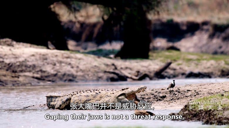 卡塔维 – 非洲的堕落天堂 Katavi – Africa's Fallen Paradise