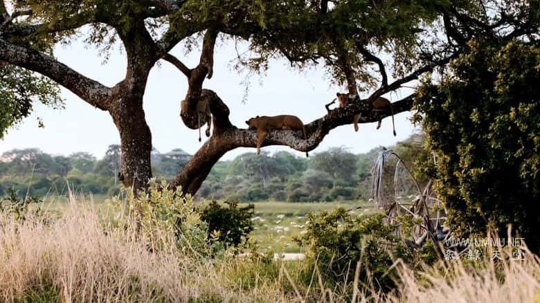 卡塔维 – 非洲的堕落天堂 Katavi – Africa's Fallen Paradise