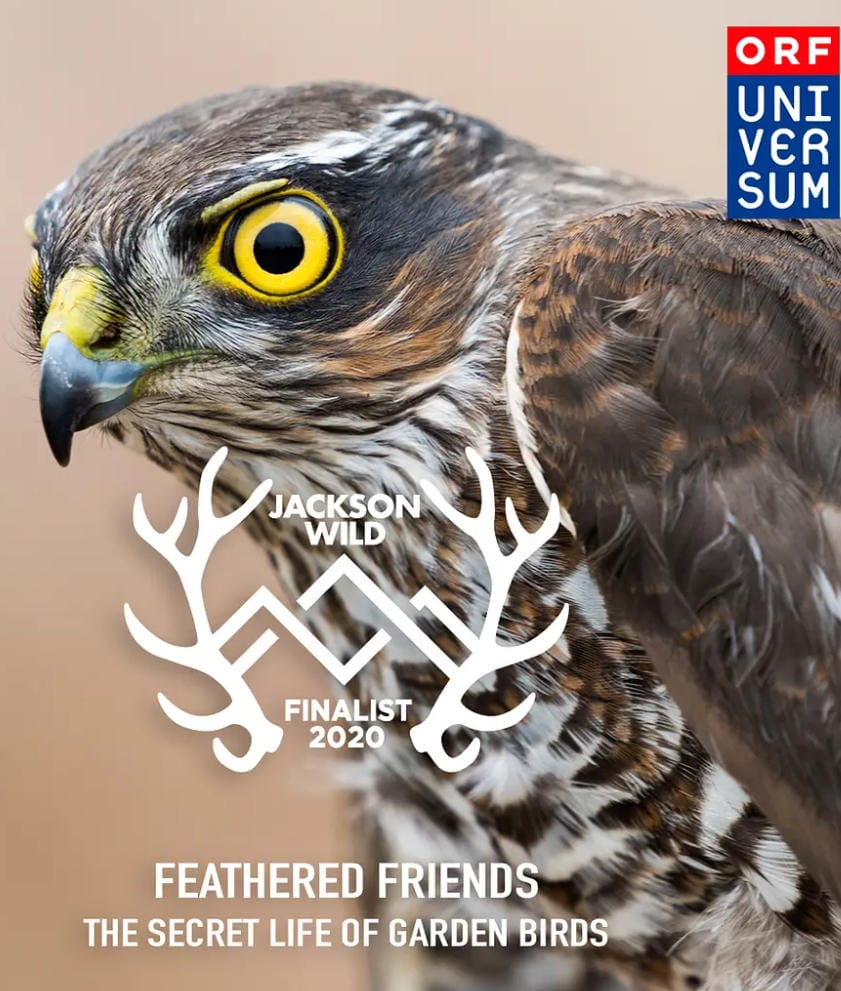 羽之精灵 Feathered Friends 2019