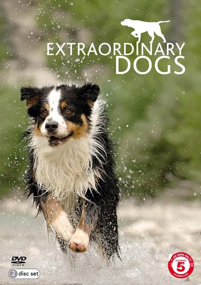 非凡的狗儿 Extraordinary Dogs