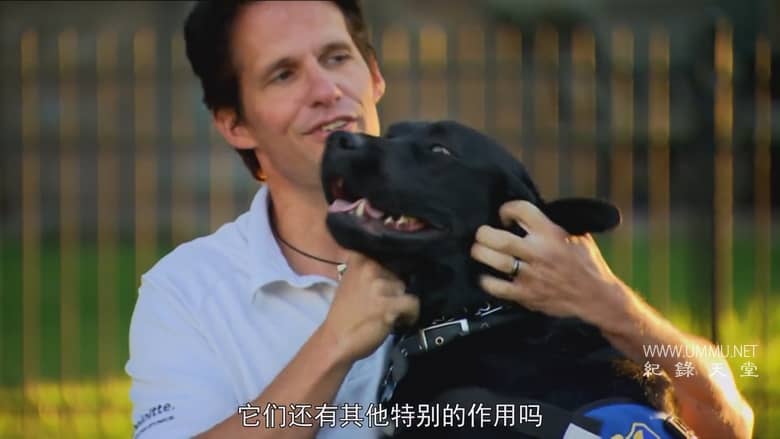 非凡的狗儿 Extraordinary Dogs