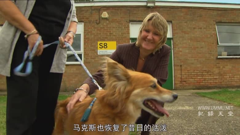 非凡的狗儿 Extraordinary Dogs