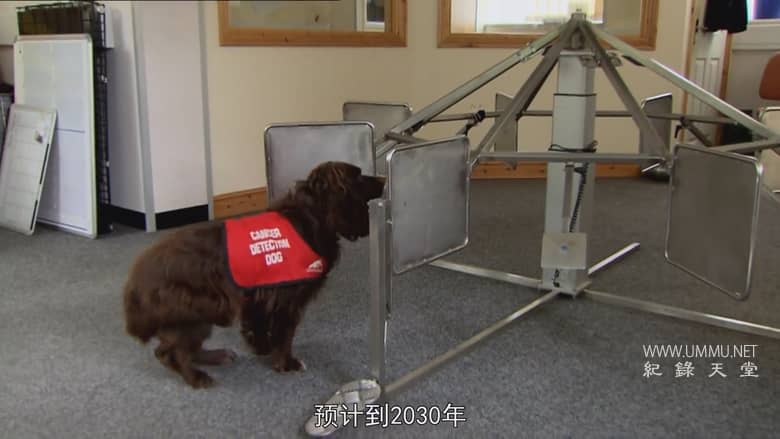 非凡的狗儿 Extraordinary Dogs