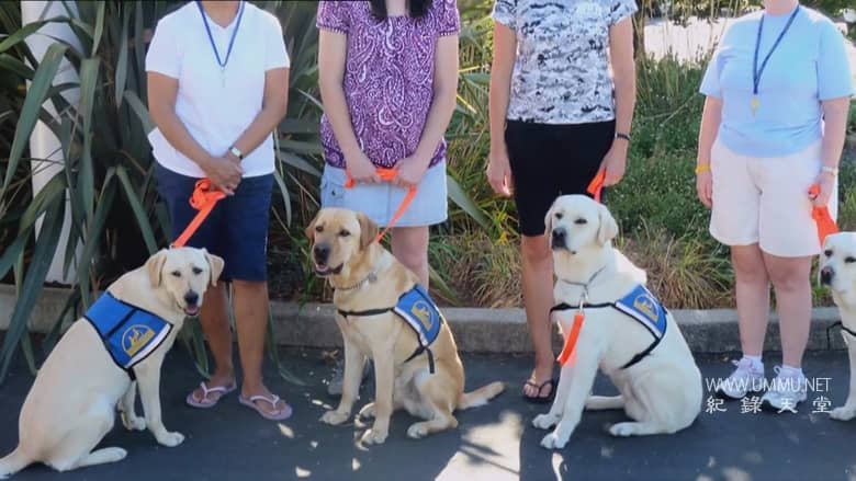 非凡的狗儿 Extraordinary Dogs