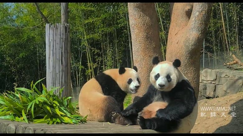 再见，福宝 My Dearest Fu Bao