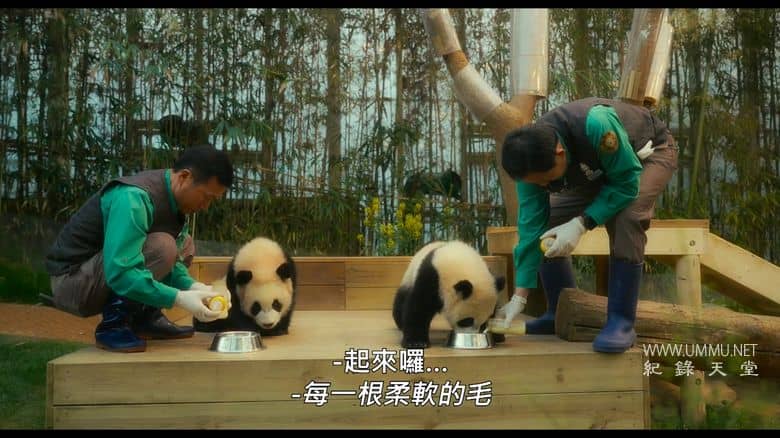 再见，福宝 My Dearest Fu Bao