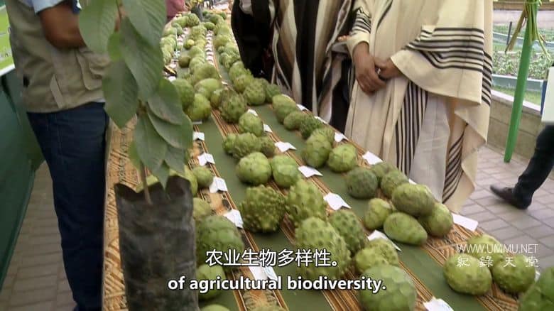 未来的食物 Future Food