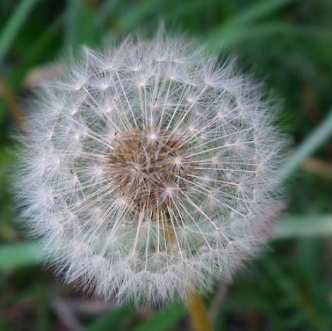 生物飞行的冷知识