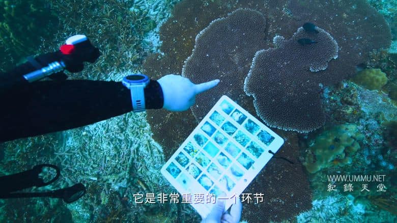 海洋守蔚者