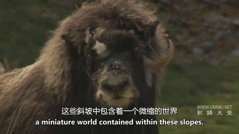 格陵兰岛：边缘生存 Greenland: Survival at the Edge