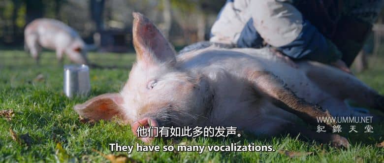 我永远不可能成为素食者 I Could Never Go Vegan