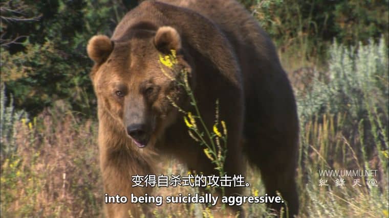 人类猎物 Human Prey