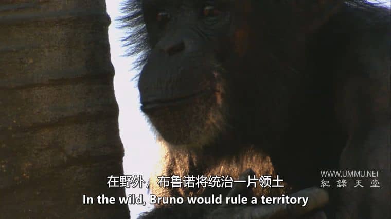 人类猎物 Human Prey