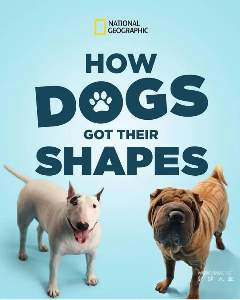 狗狗体型之谜 How Dogs Got Their Shapes