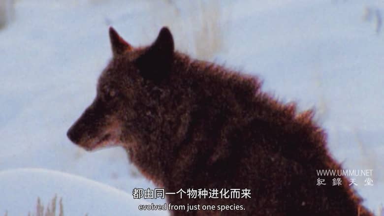 狗狗体型之谜 How Dogs Got Their Shapes