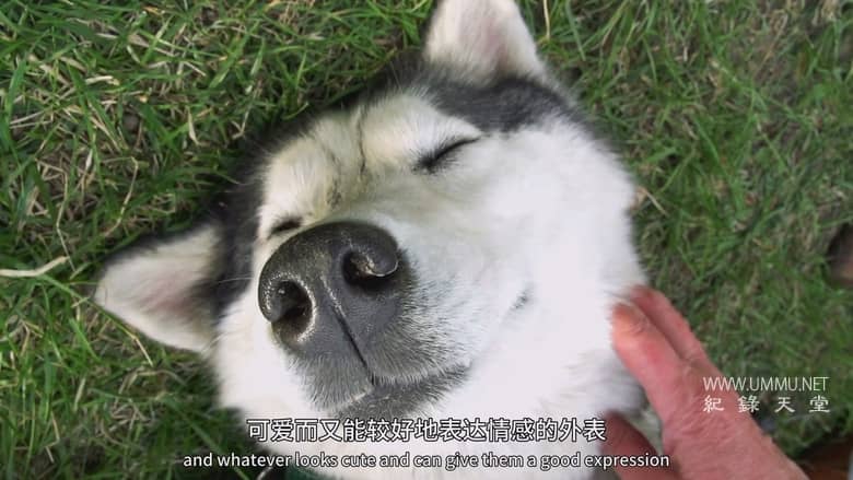 狗狗体型之谜 How Dogs Got Their Shapes