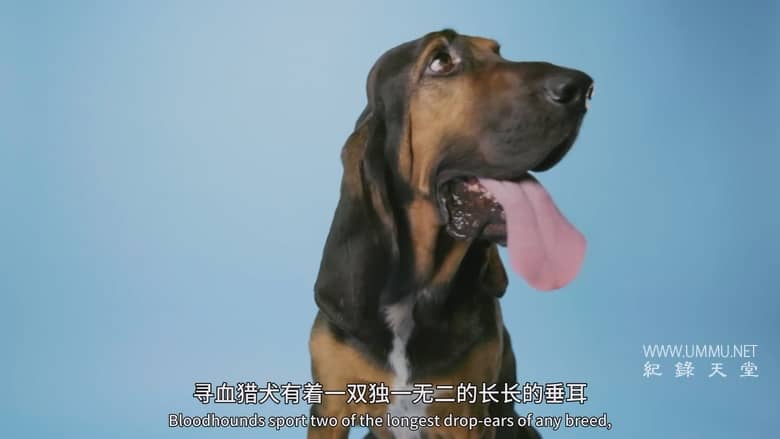 狗狗体型之谜 How Dogs Got Their Shapes