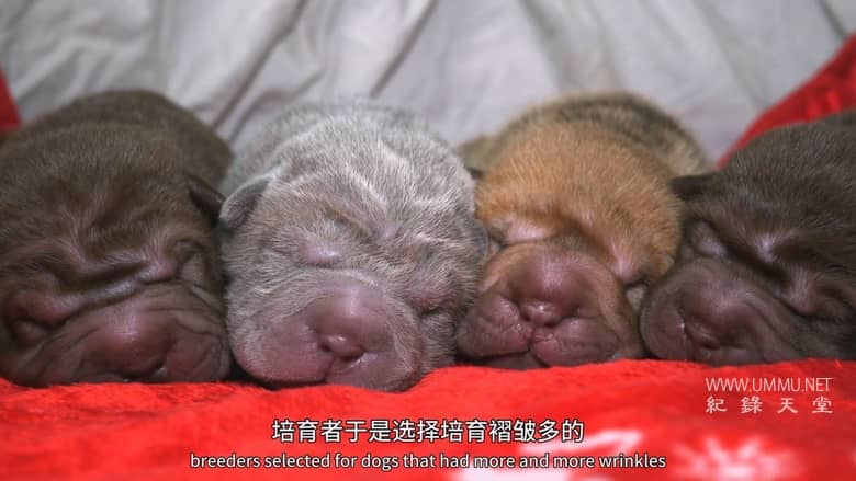 狗狗体型之谜 How Dogs Got Their Shapes