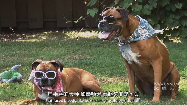 狗狗体型之谜 How Dogs Got Their Shapes