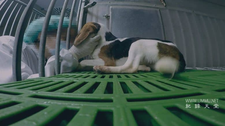 潜入禁地：动物实验的黑暗真相 Infiltrated in the Bunker