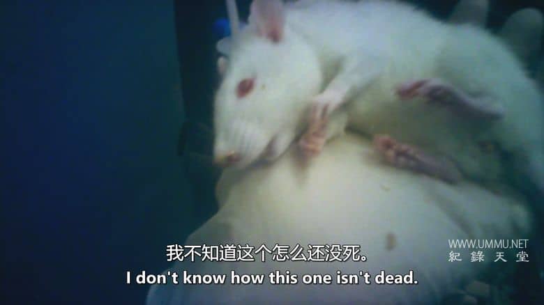 潜入禁地：动物实验的黑暗真相 Infiltrated in the Bunker