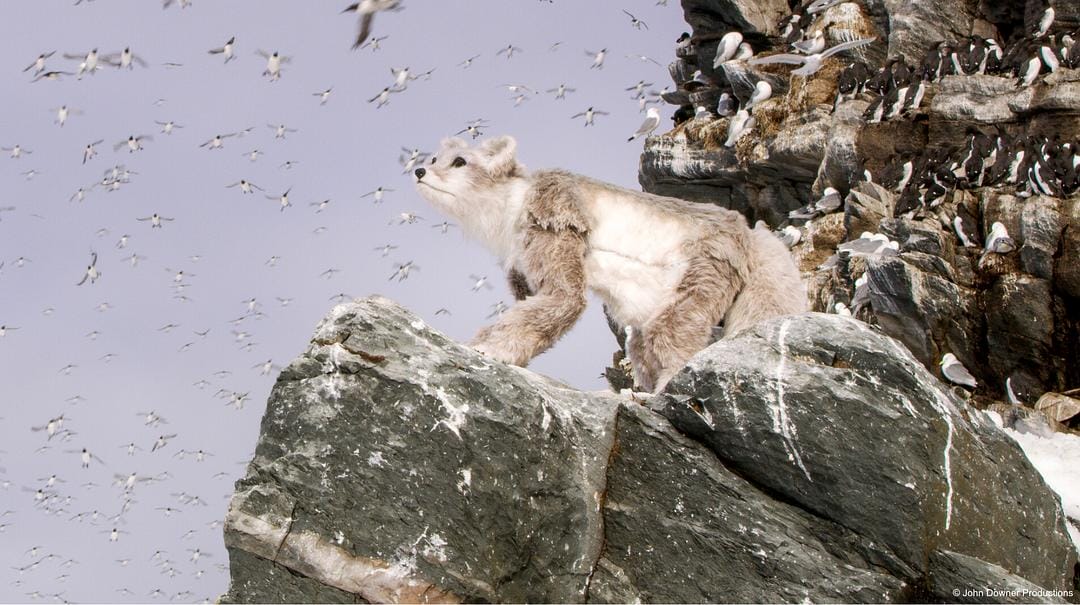 荒野间谍 第二季 Spy in the Wild Season 2