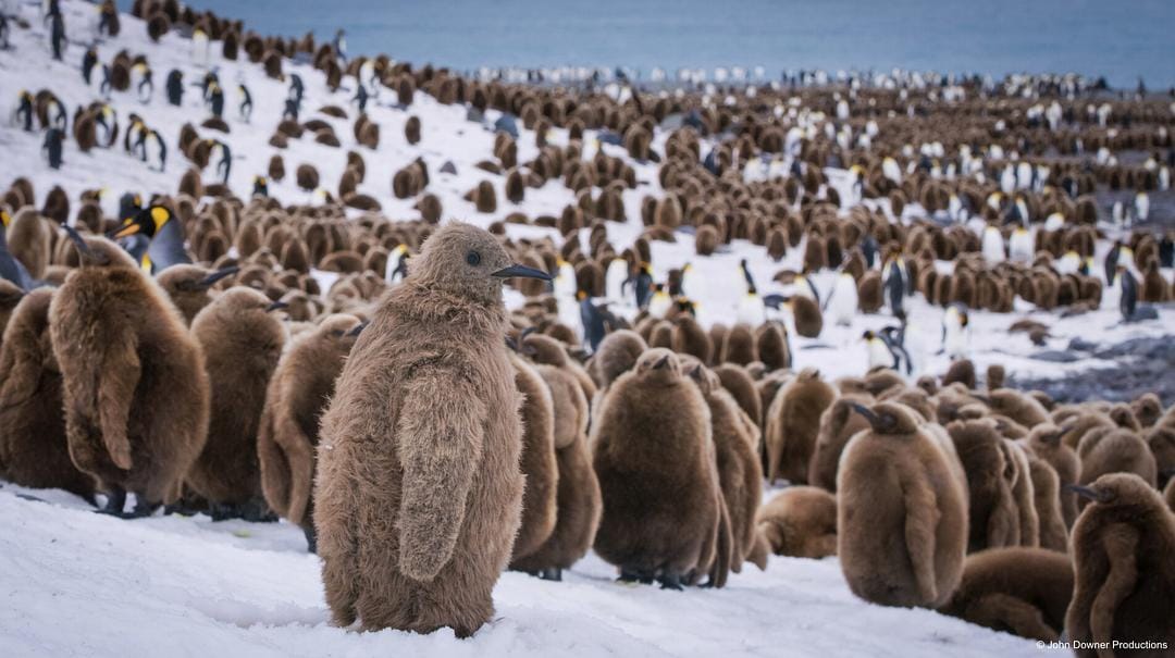 荒野间谍 第二季 Spy in the Wild Season 2