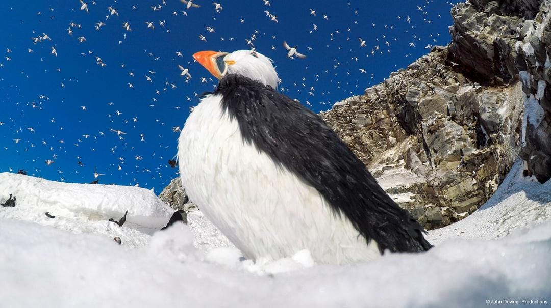 荒野间谍 第二季 Spy in the Wild Season 2