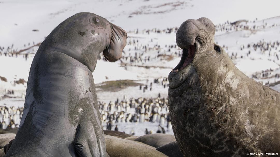 荒野间谍 第二季 Spy in the Wild Season 2