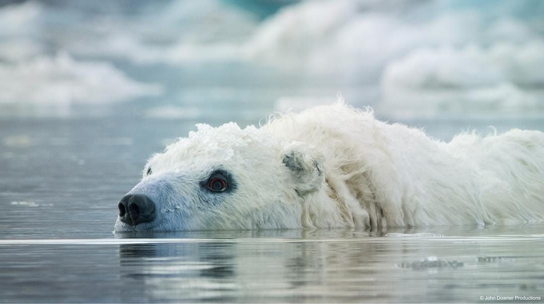 荒野间谍 第二季 Spy in the Wild Season 2